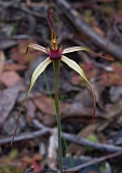 Caladenia oenochila Wine-lipped Spider-orchid